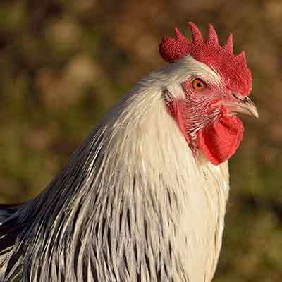 themenwelt krachel bild huhn sundheimer 400x400